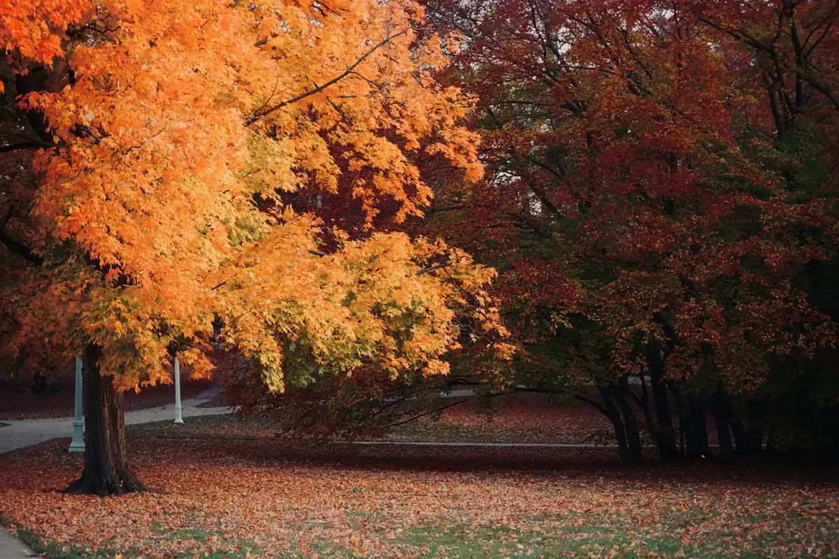 Lansing